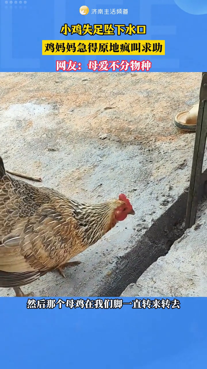 小鸡失足坠下水口！鸡妈妈急得原地疯叫求助