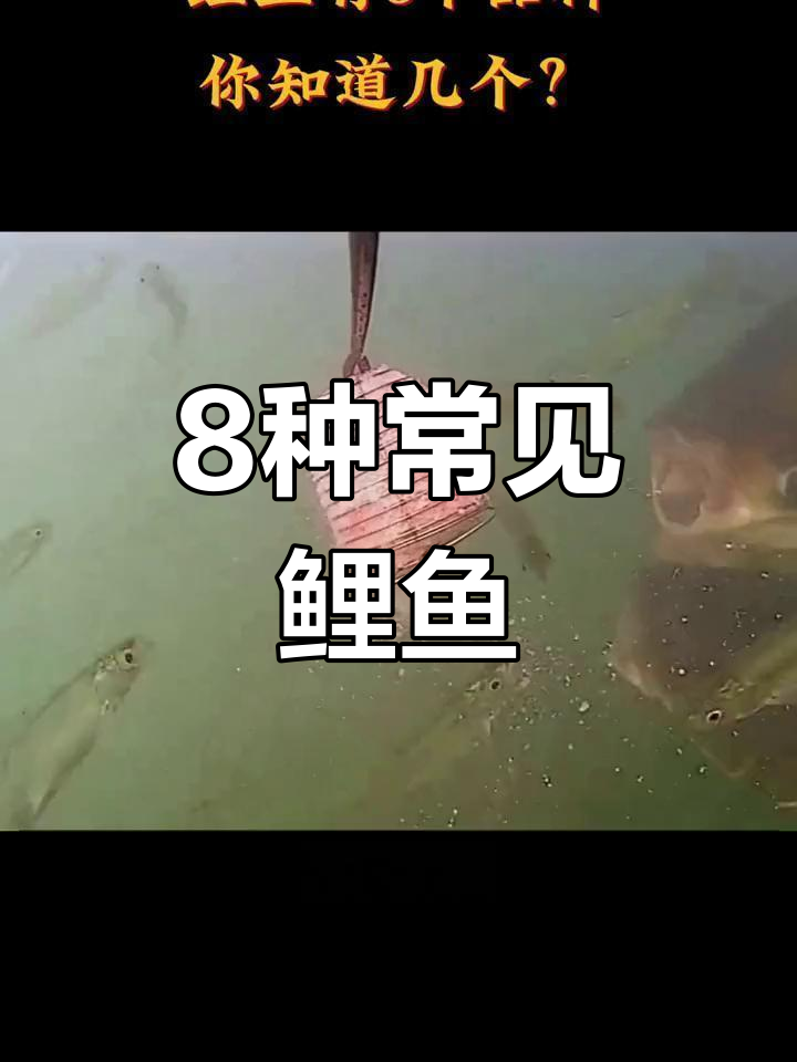 鲤鱼种类大揭秘,你钓过几种?