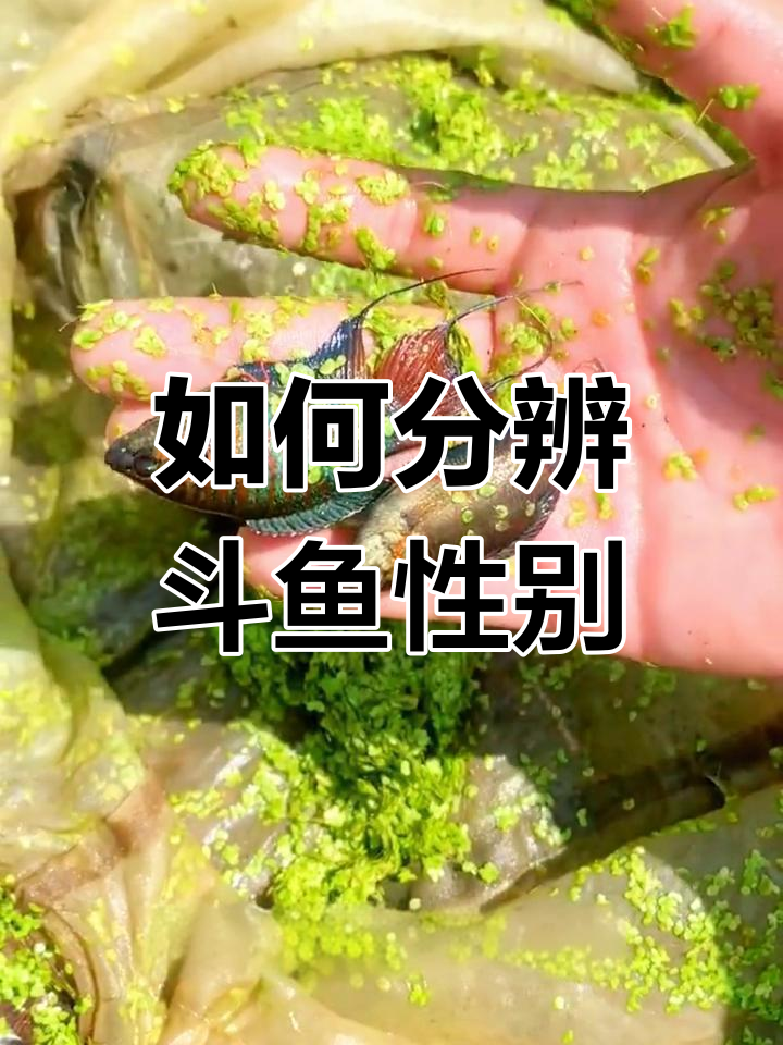 斗鱼公母区分技巧