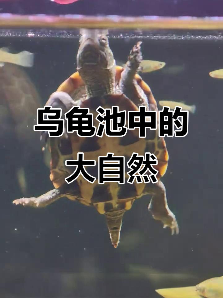 乌龟别墅里的黑壳虾与银龙鱼,自然生态大揭秘