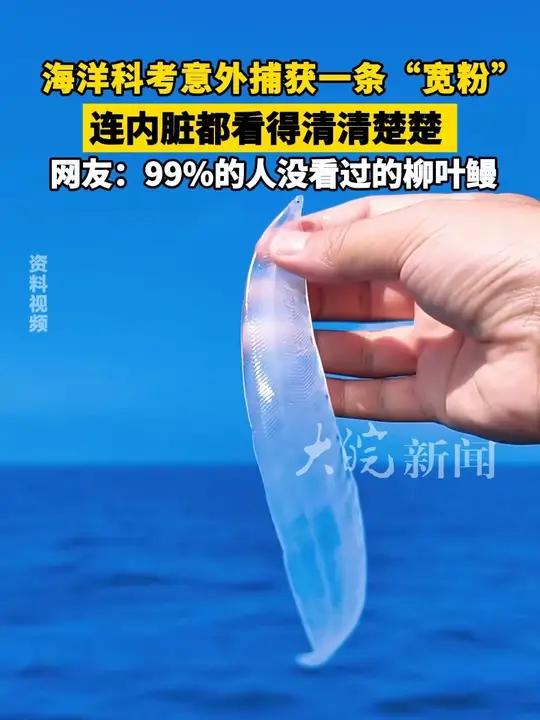 海洋科考意外捕获一条“宽粉” 连内脏都看得清清楚楚 网友:99%的人没看过的柳叶鳗
