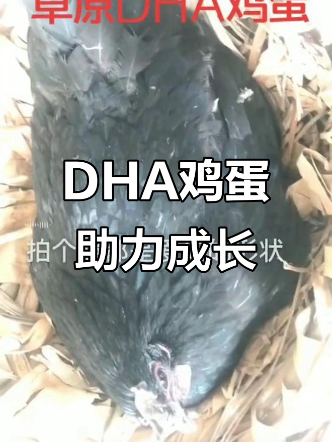 草原鸡蛋富含DHA，助力宝宝智力发展！