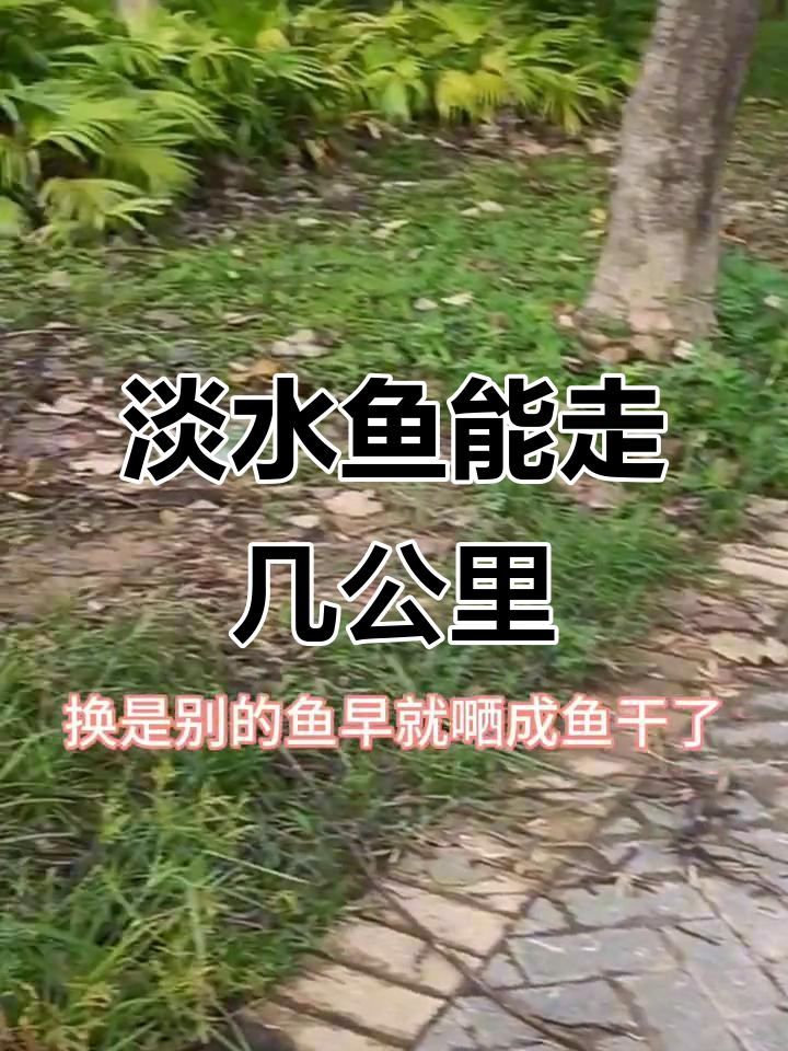 广西淡水鱼逆袭,几公里无水行走成“王者”