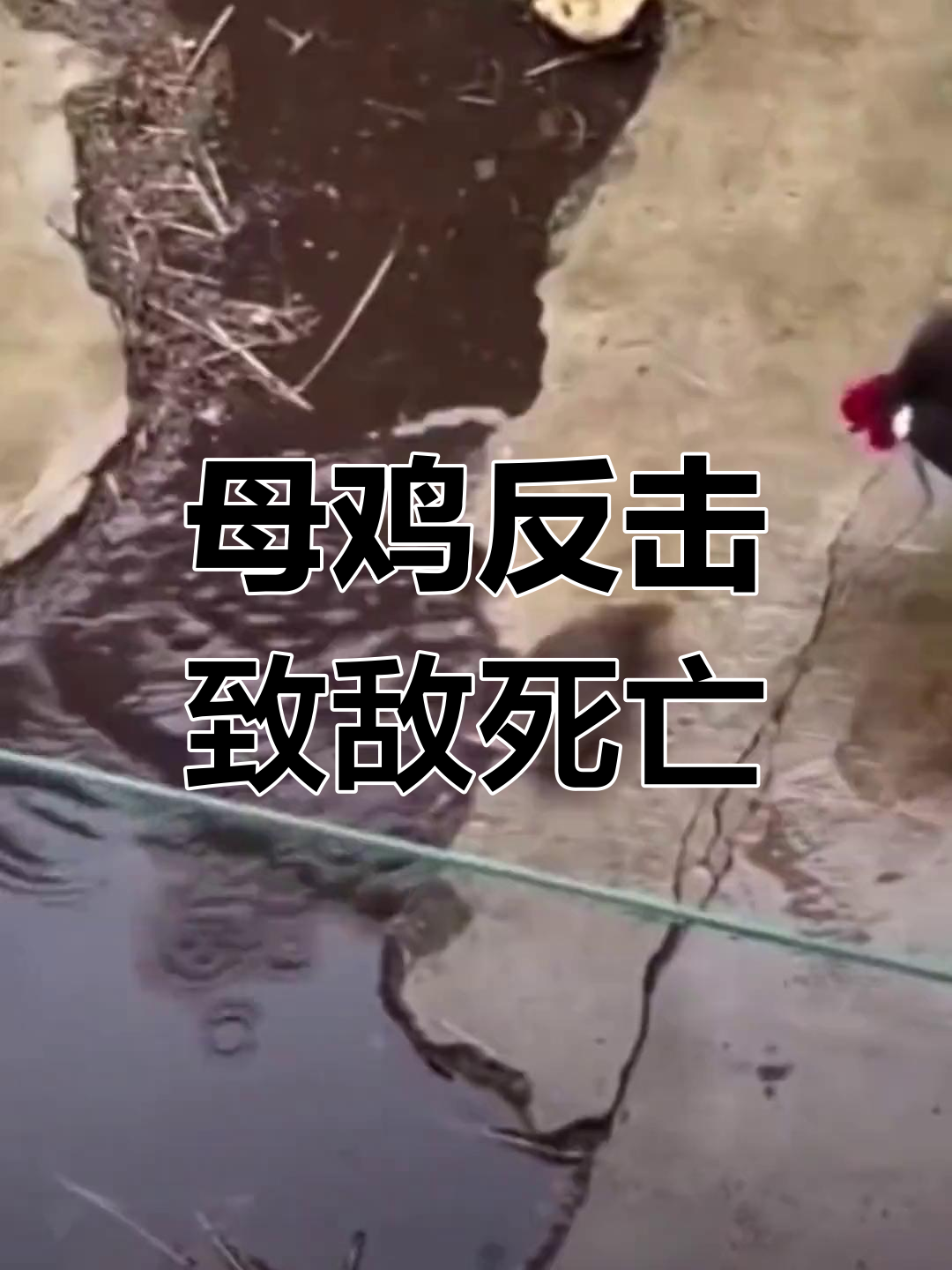 黑母鸡与老鼠的决战,公鸡助阵一招制胜