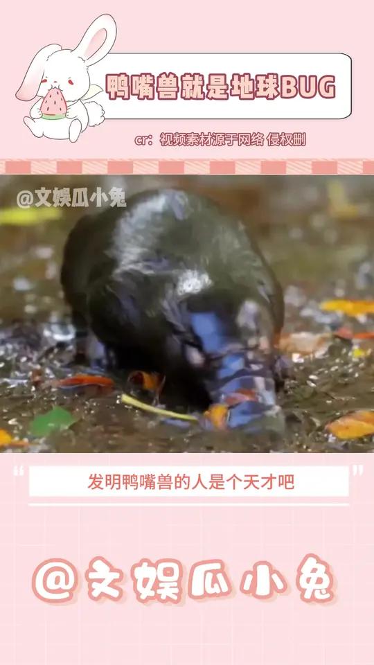 丑萌丑萌的鸭嘴兽!