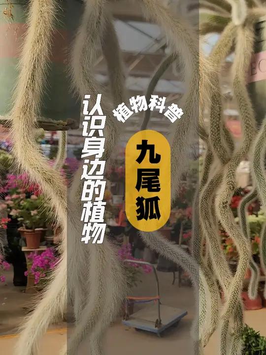 植物科普 I 九尾狐 九尾狐,仙人掌科管花柱属多肉植物,原产玻利维亚,其肉质茎非常柔软,直