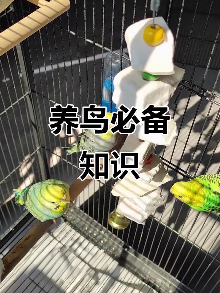 原来养鸟不只是喂食,墨鱼骨也是必备品!