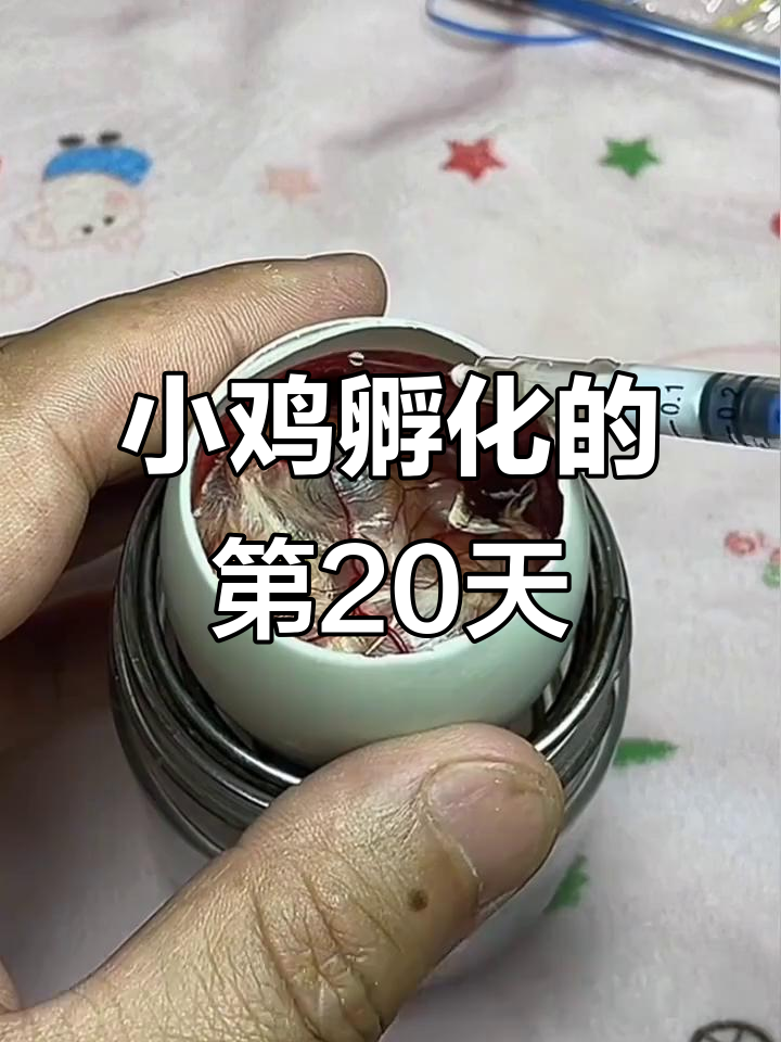 鸭蛋壳孵化小鸡,20天已过,明天能否破壳?