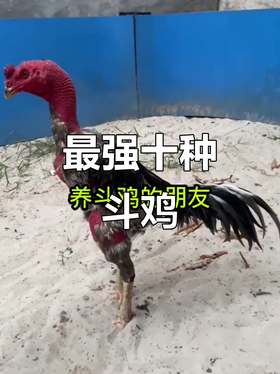 十大最凶猛斗鸡品种,看看你了解几种?