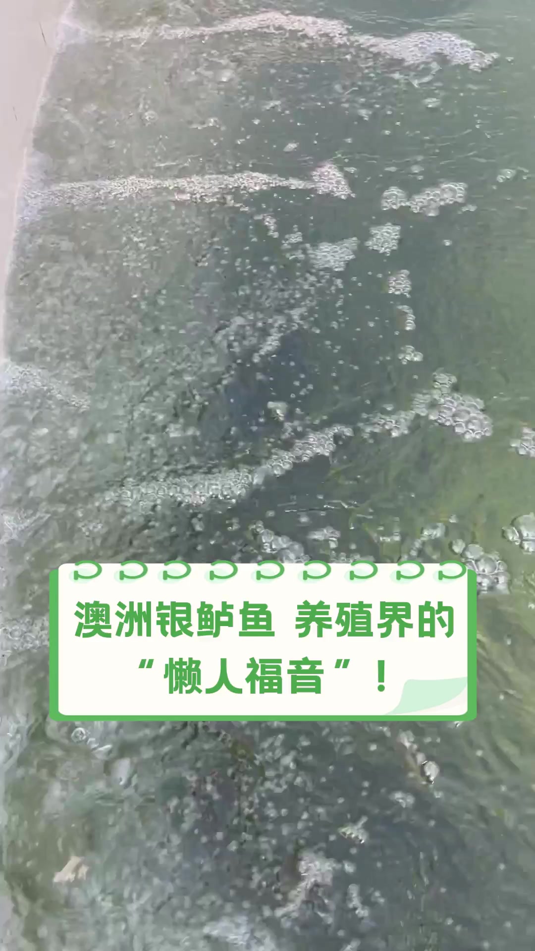 澳洲银鲈鱼,养殖界的“懒人福音”!