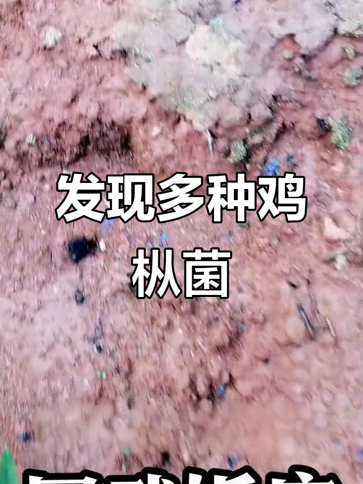 野生鸡枞菌大揭秘,竟然有这么多品种!