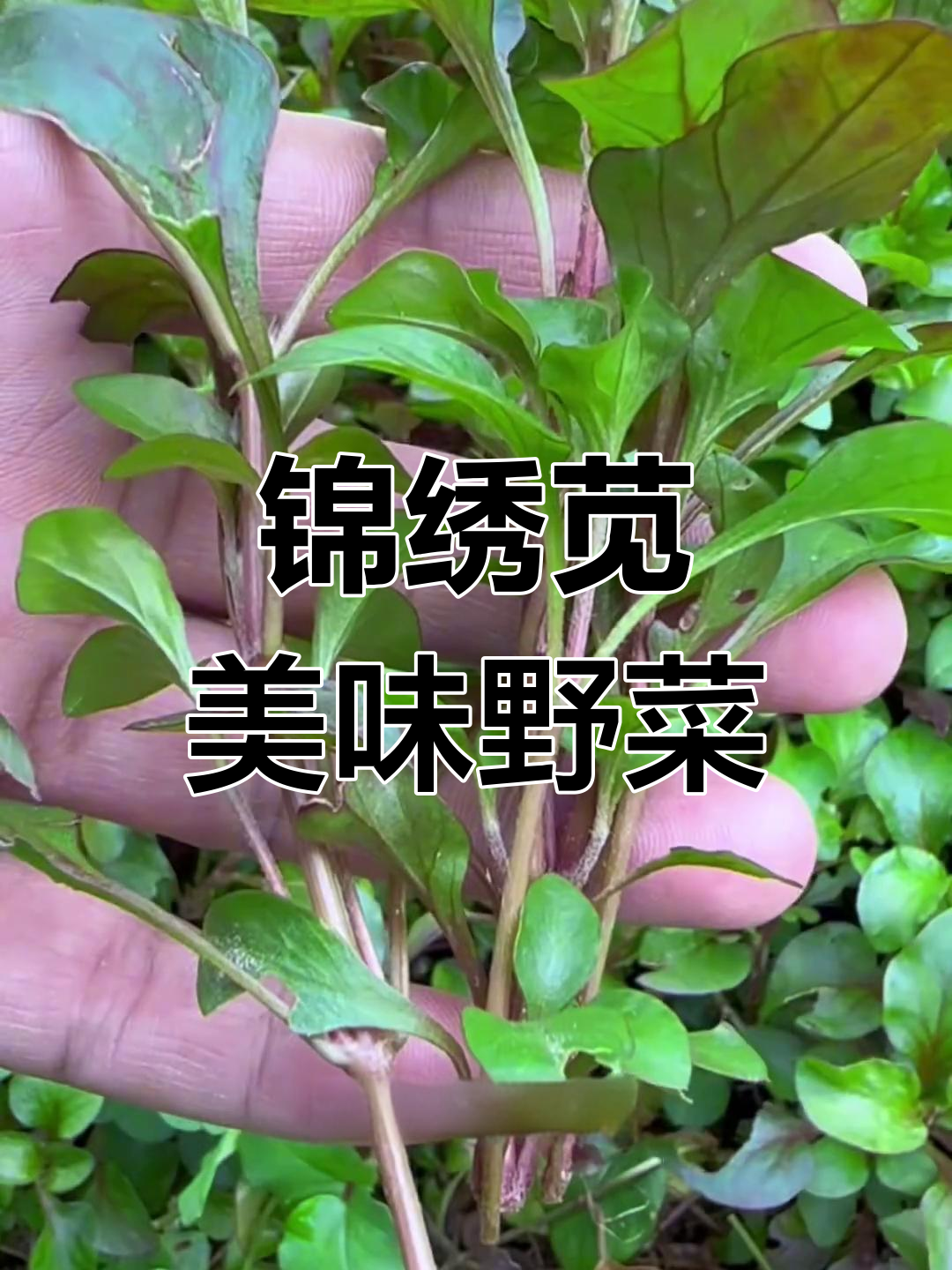 锦绣苋:口感鲜嫩的旱地西洋菜,花坛中的美丽野菜