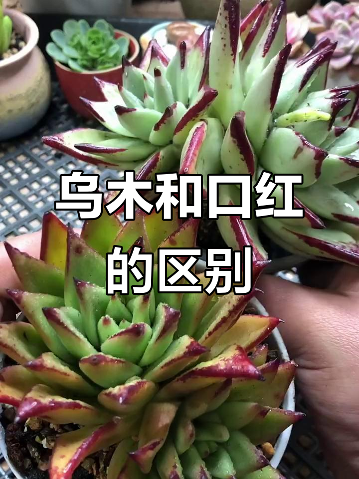 乌木与口红多肉植物的区别,你了解吗?