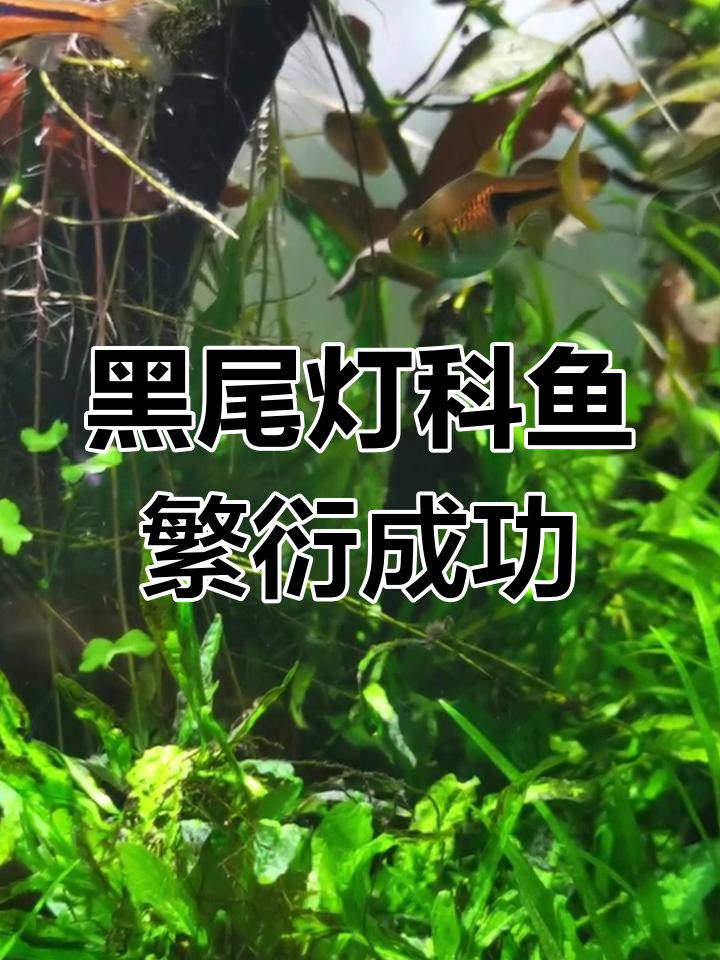 黑尾大勾灯科鱼成功繁殖,自然环境下的奇迹