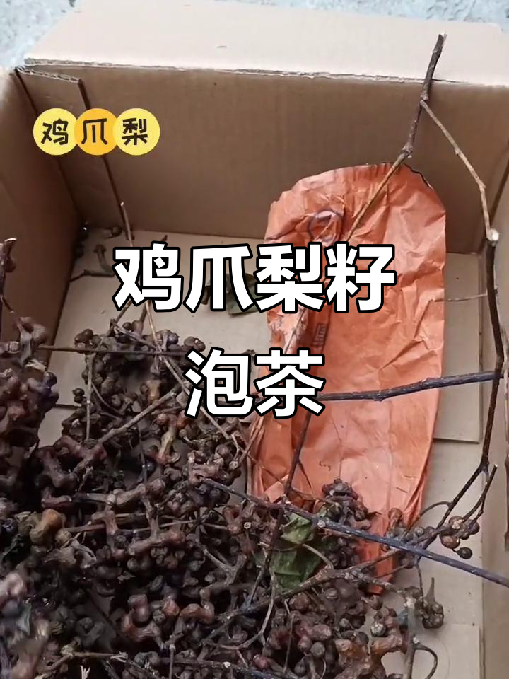 鸡爪梨的籽泡茶,紫橘子的独特风味