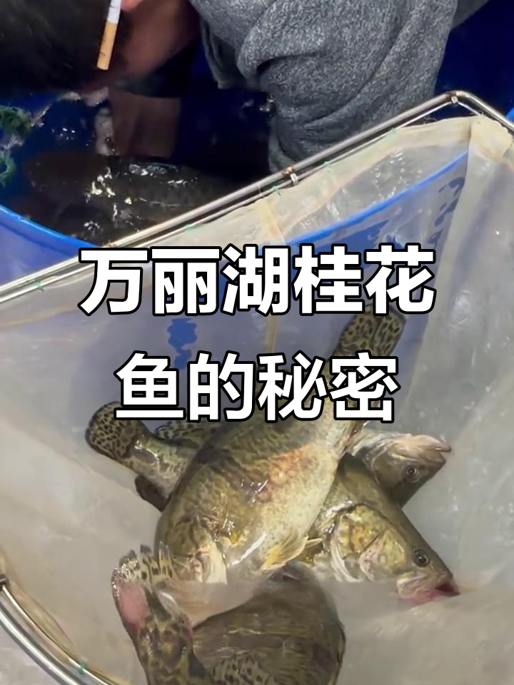桂鱼为何能称淡水石斑?万丽湖的鲜甜口感揭秘