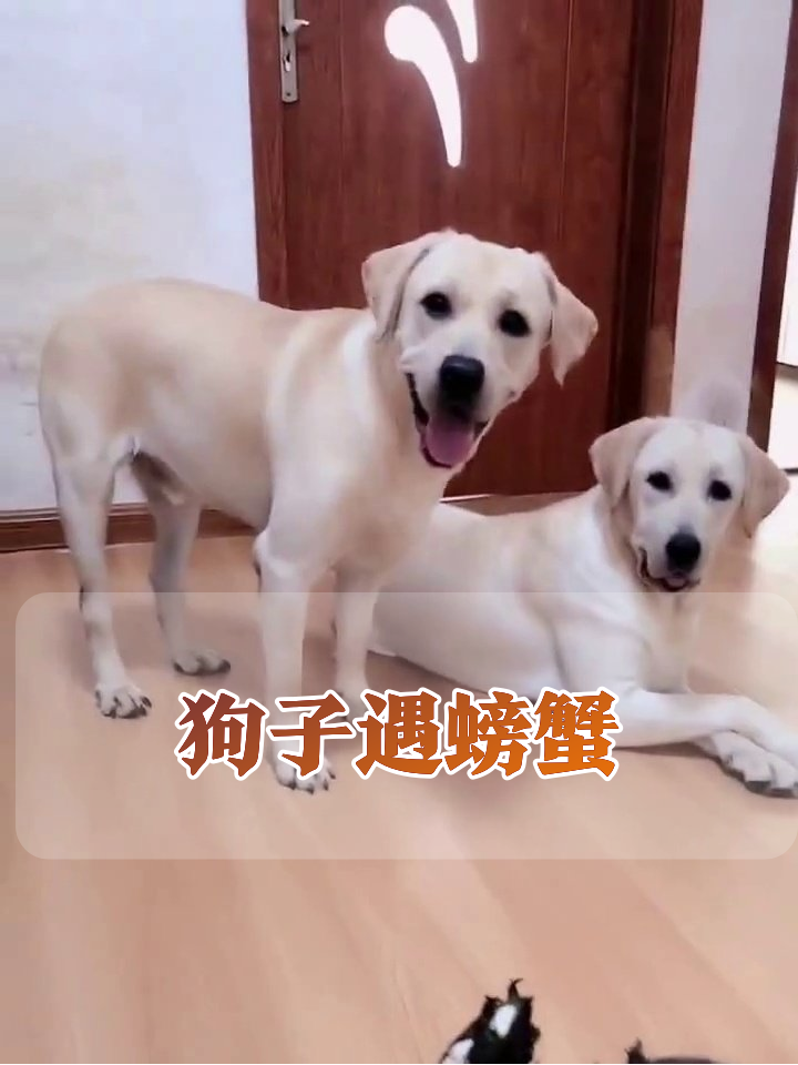 拉布拉多兄弟围观螃蟹,一只怂成表情包一只好奇站立,笑喷