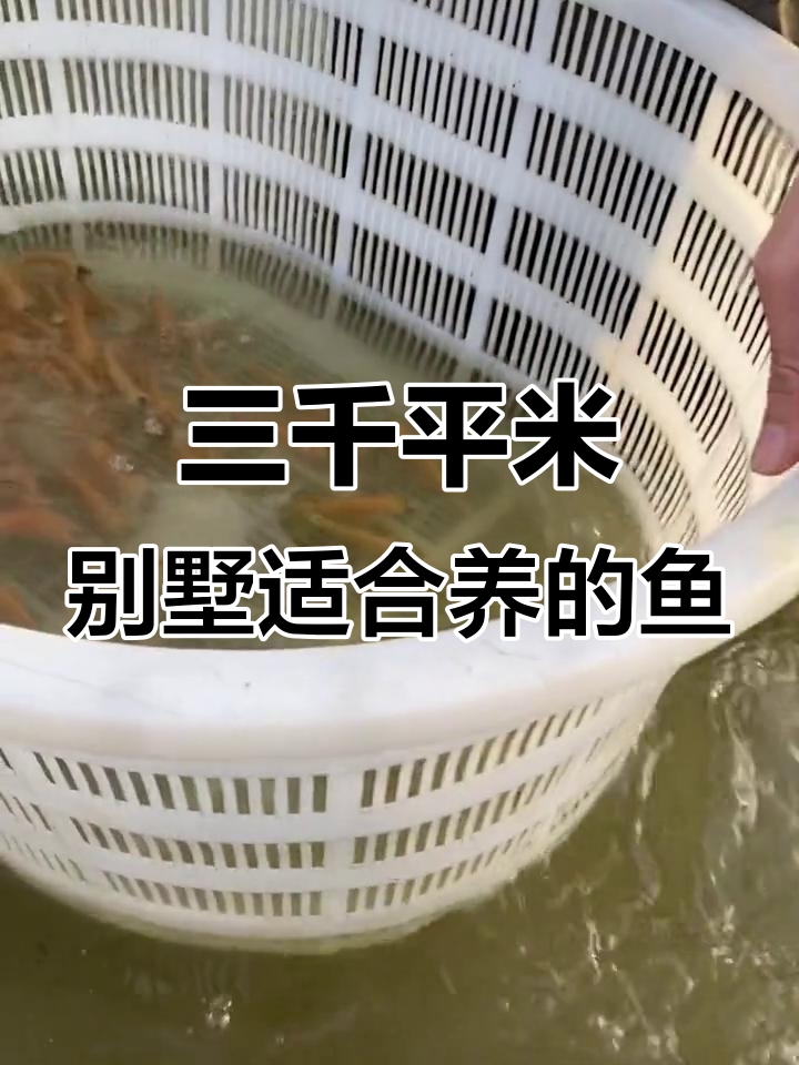 别墅三千平方,养什么鱼最合适?金丝草鱼的养殖技巧揭秘