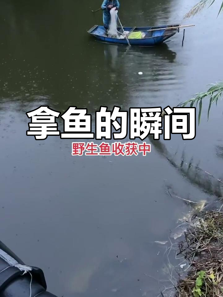 爸爸从蓝色箱子里拿出野生鱼,竟然是这样的!