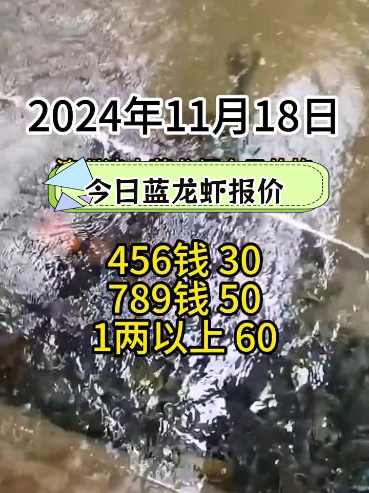 澳洲蓝龙虾价格走势分析