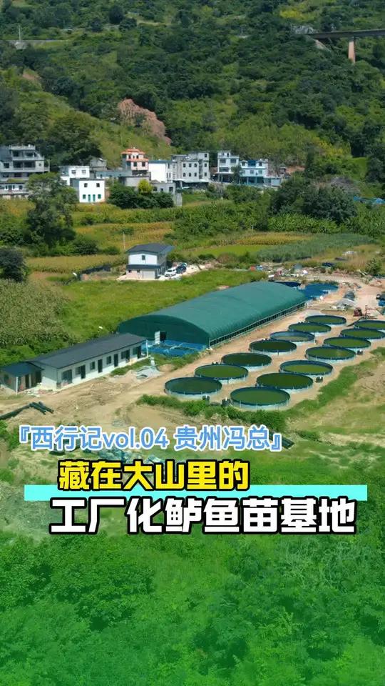 「西行记vol.4贵州冯总」藏在大山深处的工厂化加州鲈鱼标苗基地,用心做好苗种质量和做好服