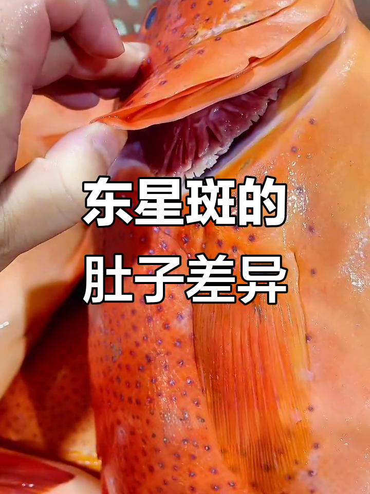 野生东星斑与养殖的区别:体型苗条VS圆滚滚