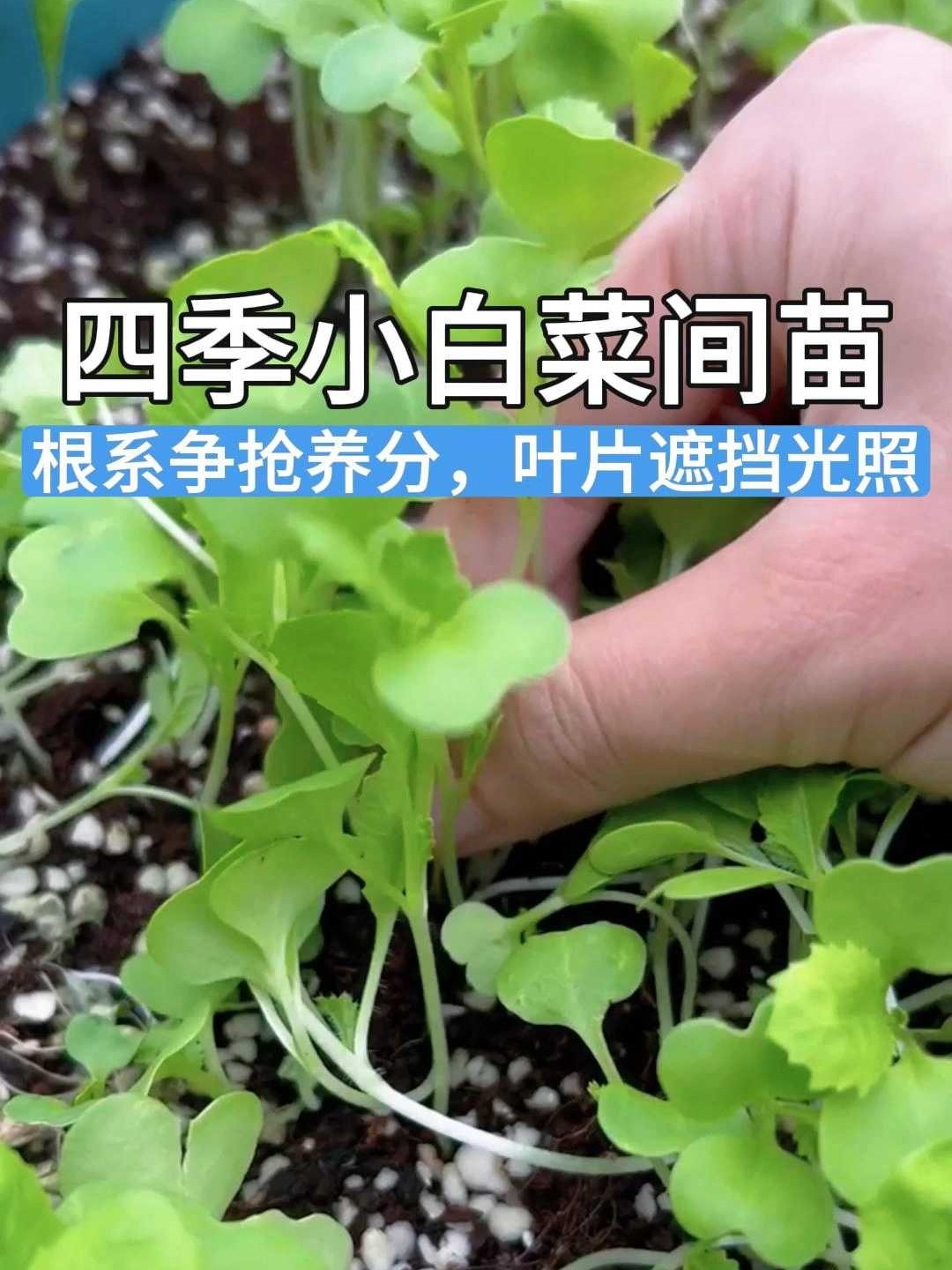小白菜幼苗期必不可少的基础管理