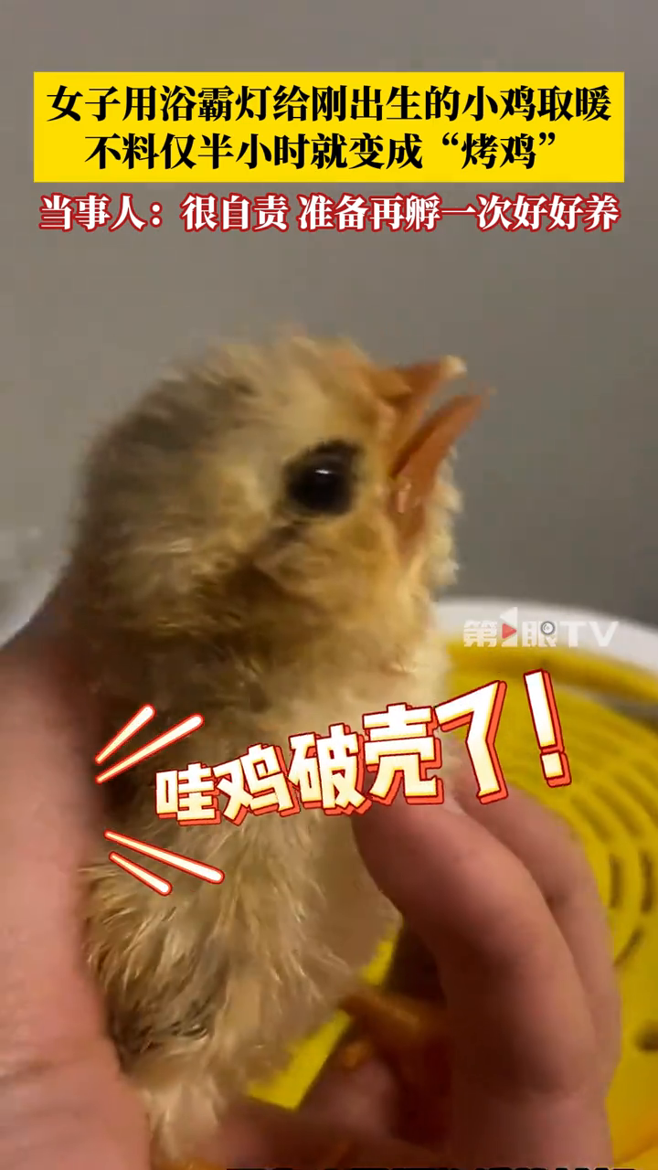 女子用浴霸灯给刚出生的小鸡取暖,不料鸡窝着火小鸡变“烤鸡”