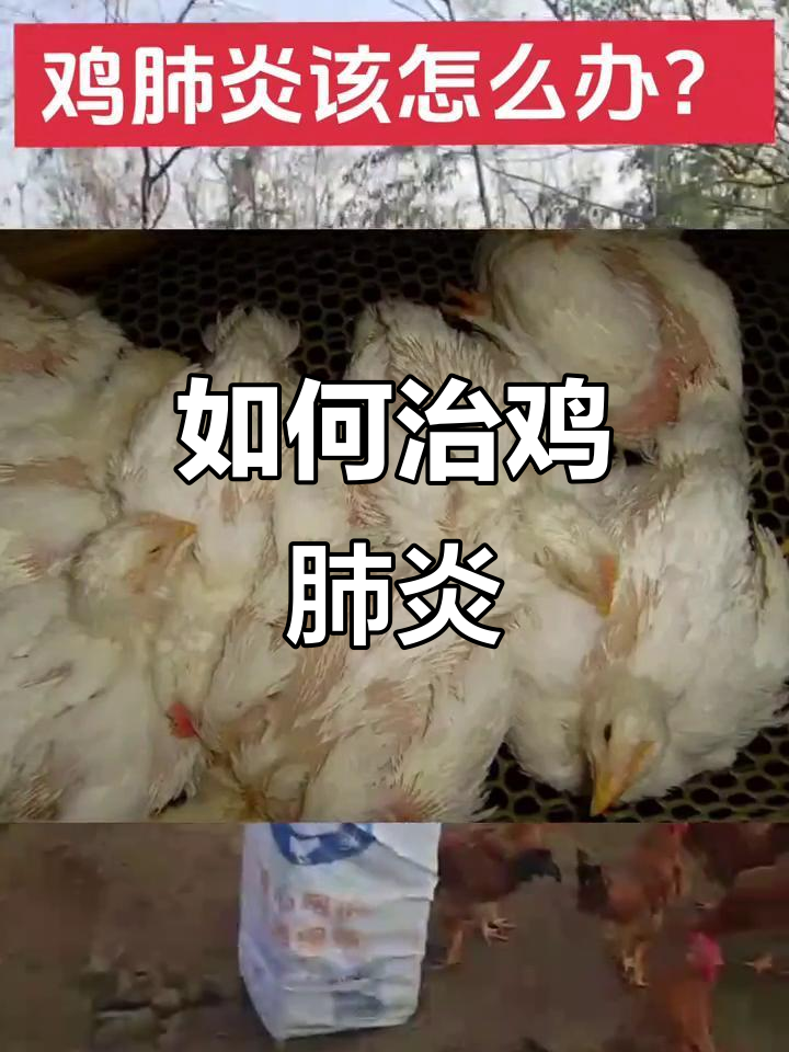 鸡肺炎如何治疗?从感冒到黑肺的全程应对