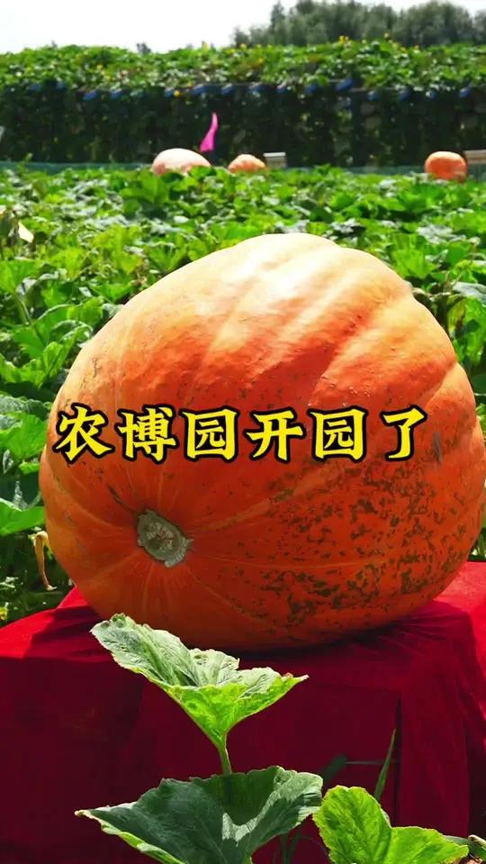 农博园门票才20还不过来逛逛