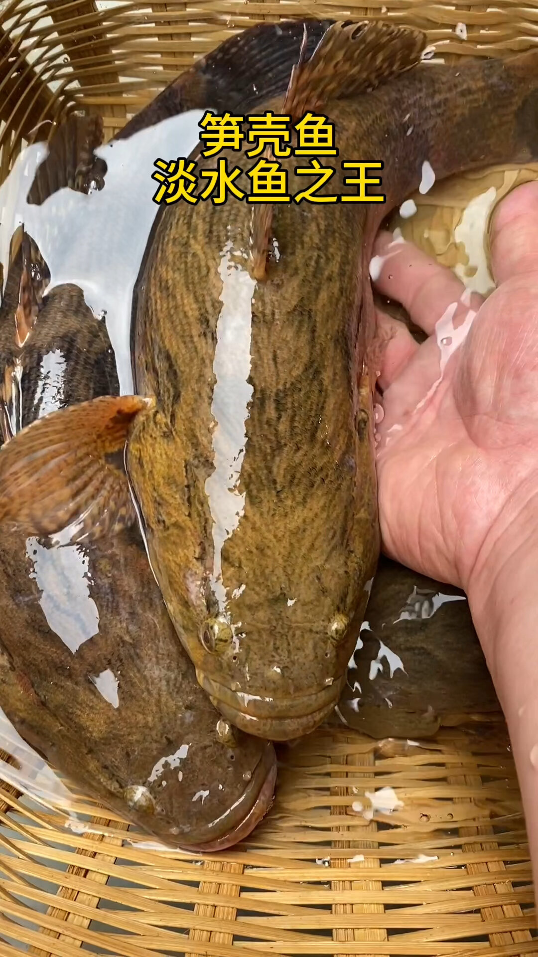 水中黄金(笋壳鱼)刺身,清蒸一流