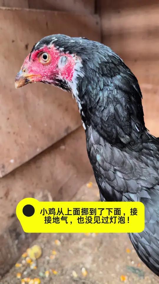 小鸡从上面挪到了下面，接接地气，也没见过灯泡！热门动物@dou+小助手 热门热门视频自家养