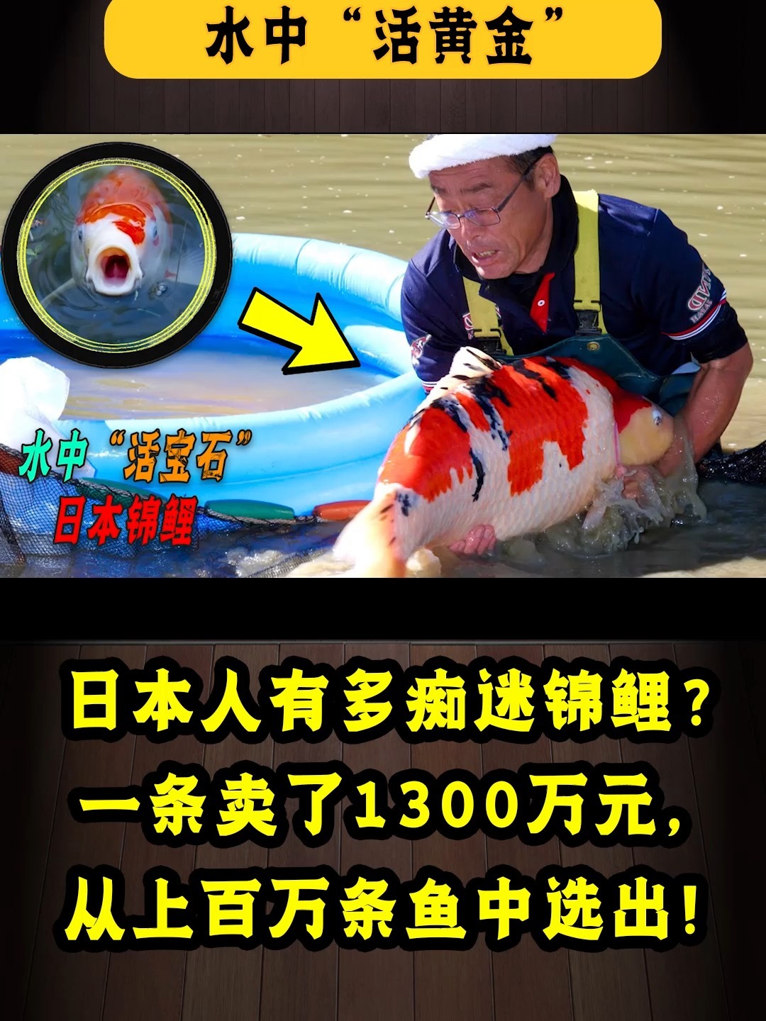日本锦鲤有多值钱,卖一条够全家生活一年