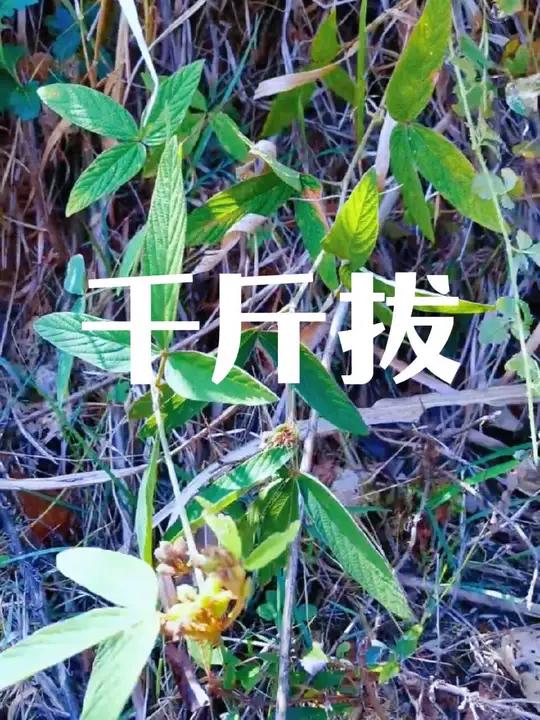 一起识百草,它就是大名鼎鼎的“千斤拔”,是豆科千斤拔属的直立或披散亚灌木,使用部分为其根,