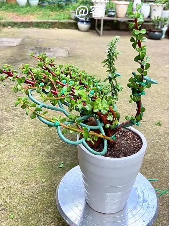 三根金枝玉叶枝条拼成孔雀开屏造型,有了这款孔雀支架做造型太简单了,把枝条绑在支架上就可以了