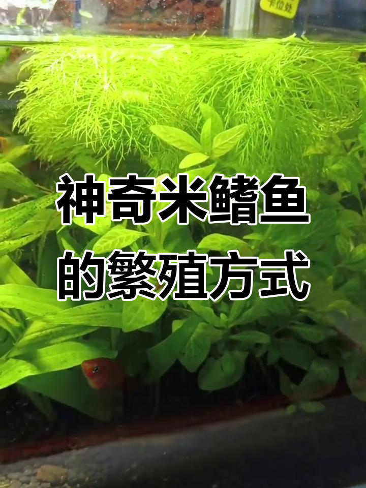 米奇鱼胎生揭秘：从肚子里直接生出小鱼