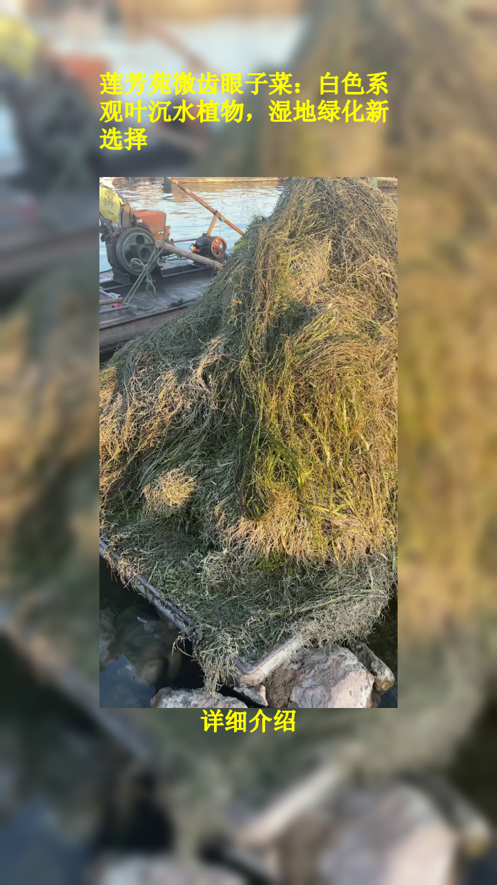 莲芳苑微齿眼子菜:白色系观叶沉水植物,湿地绿化新选择