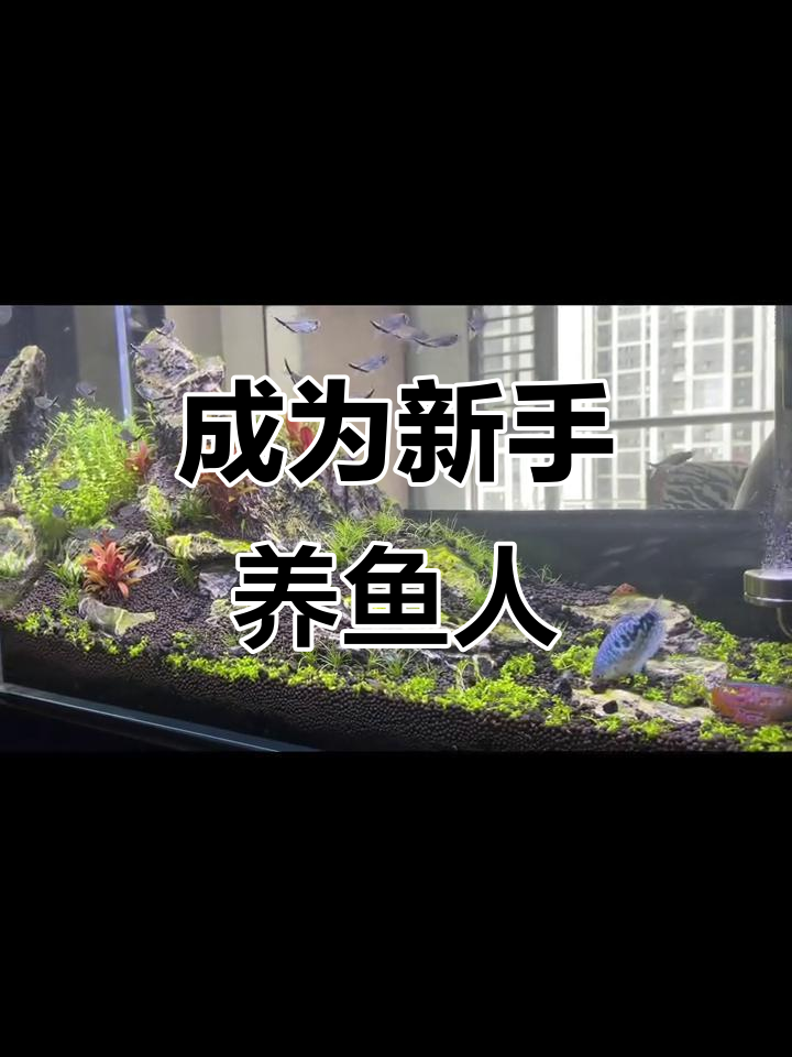 新手养鱼，开缸日记：从此我也成了“养鱼佬”