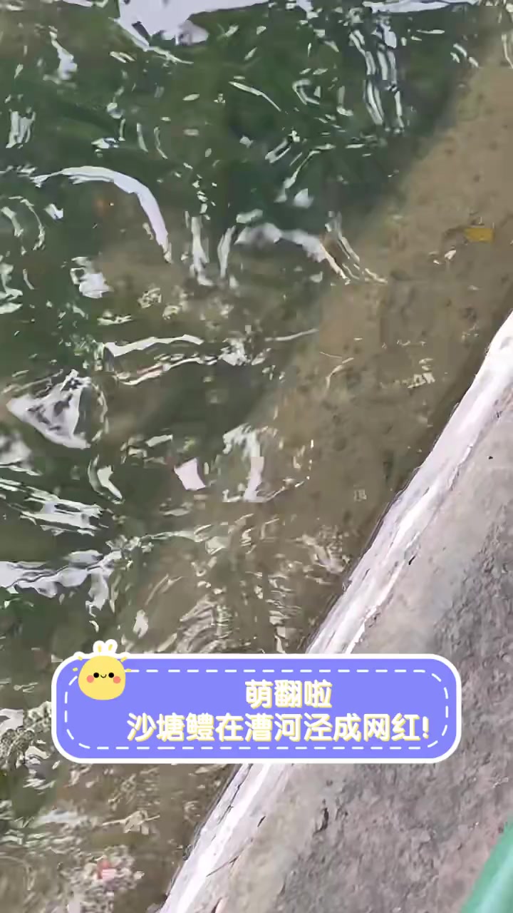 萌翻啦,沙塘鳢在漕河泾成网红!