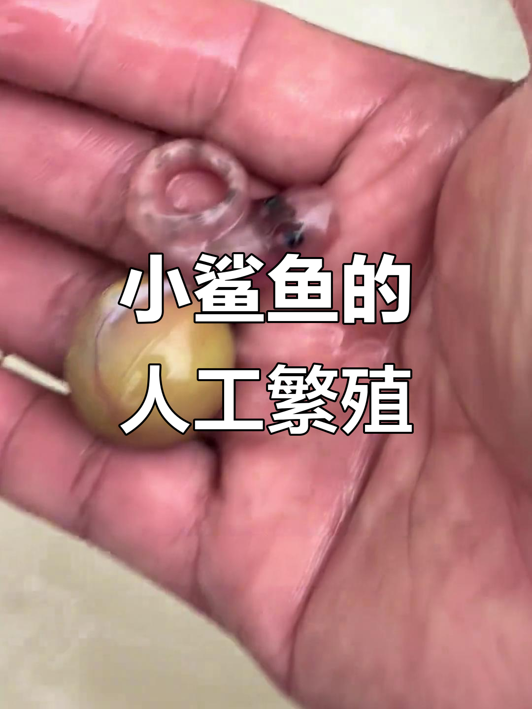 人工孵化鲨鱼，从剪卵到小鲨鱼的成长全过程