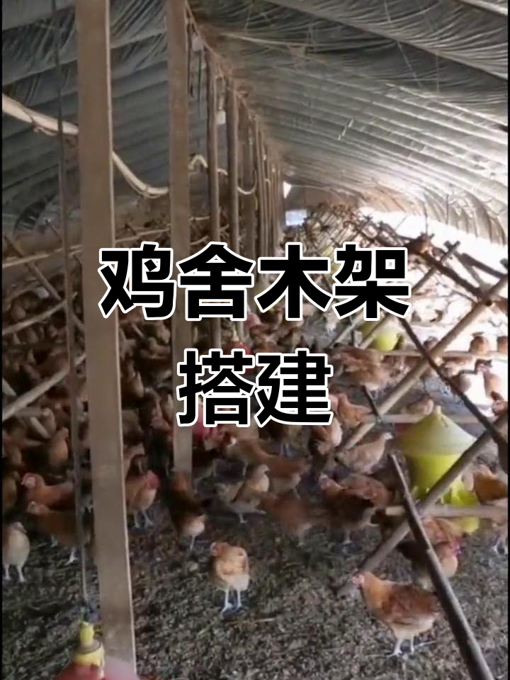 鸡舍木架搭建技巧,提升养殖效率