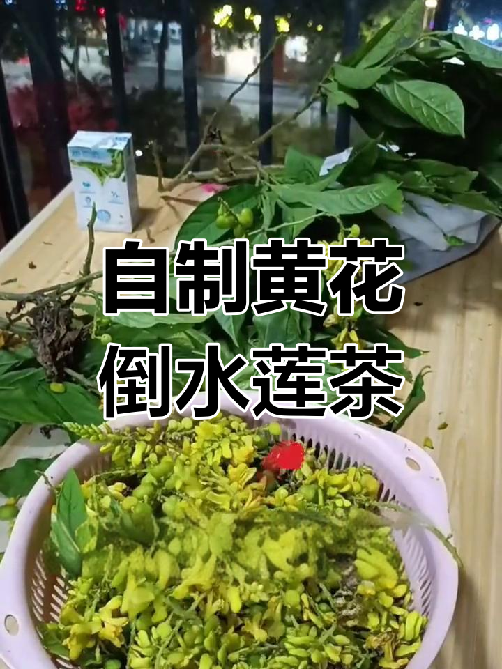 黄花倒水莲茶叶制作全流程,轻松学会自制美味茶