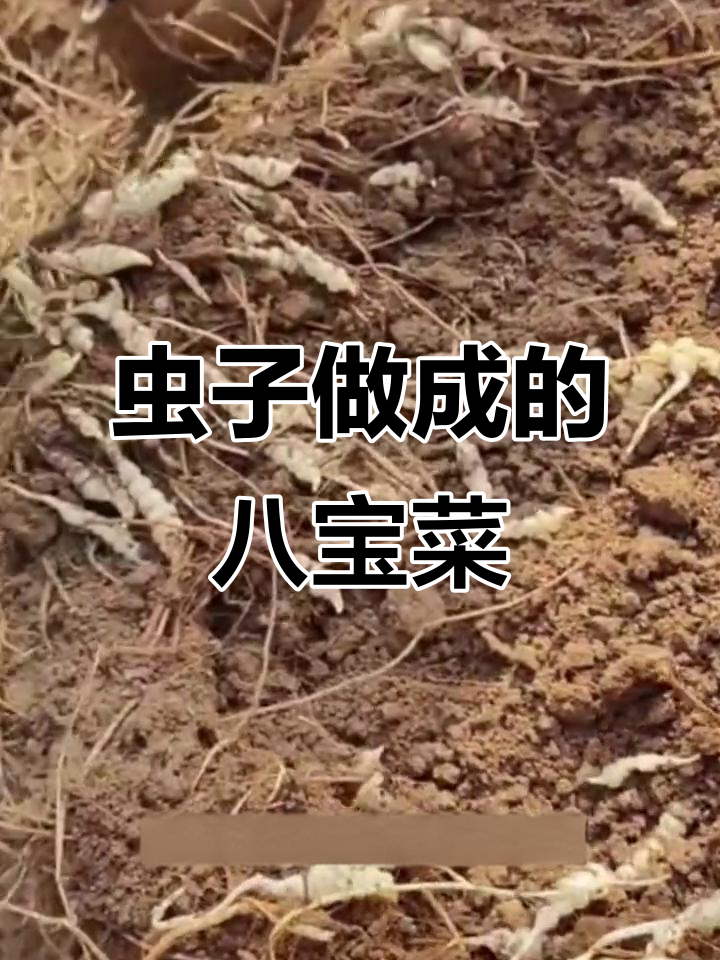 大山里的奇特美食,虫子的咸菜竟如此酥脆!