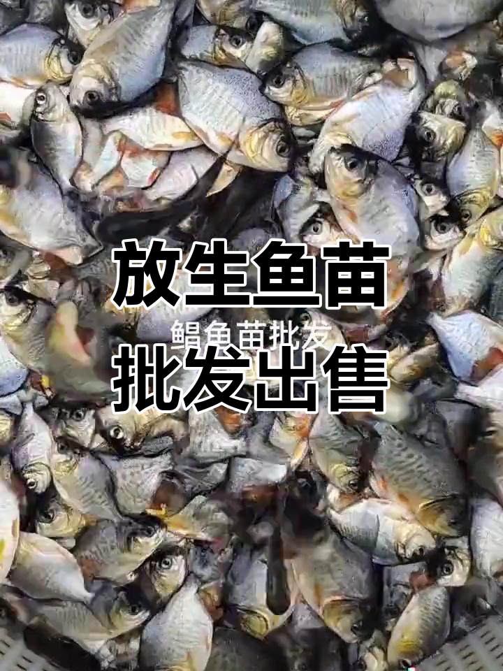 深圳东莞惠州佛山等地鱼苗批发,放生场直销高品质鱼种