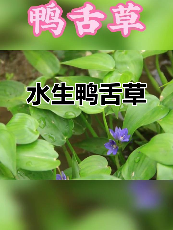 鸭舌草:一种常见的水生草本植物,夏秋季采收