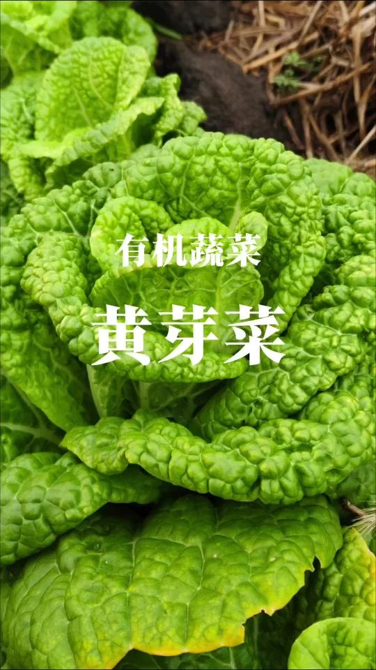 冬天餐桌必不可少的菜