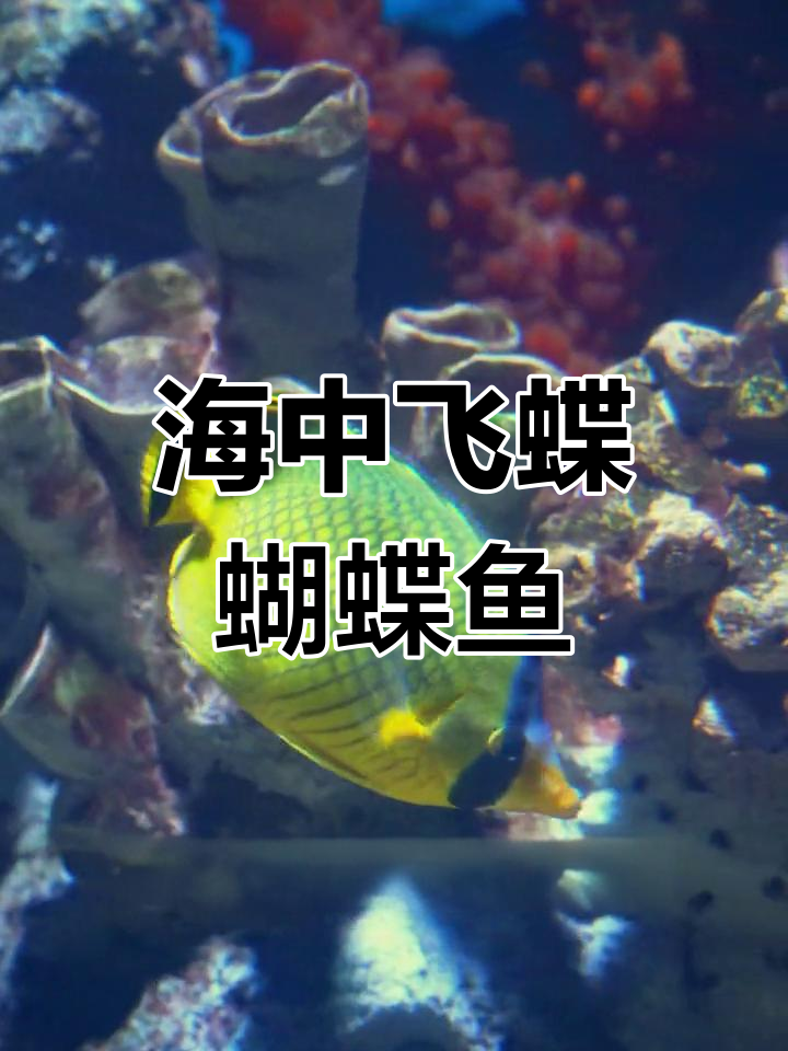 海洋中的“花蝴蝶”:珊瑚鱼群的奇妙世界