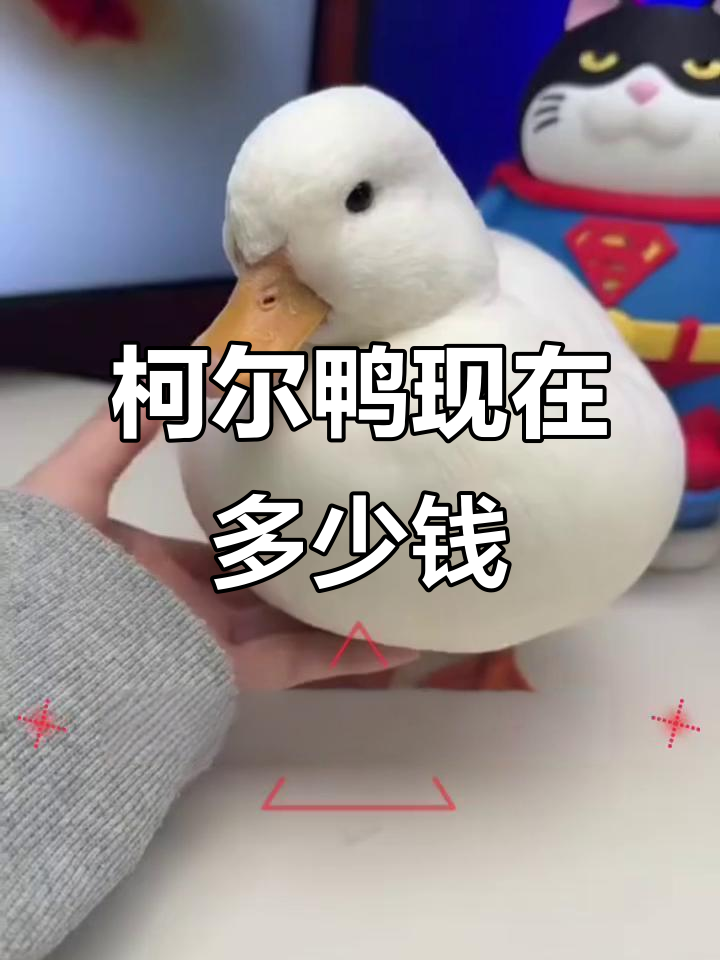柯尔鸭价格大降,王校长同款宠物你养吗?