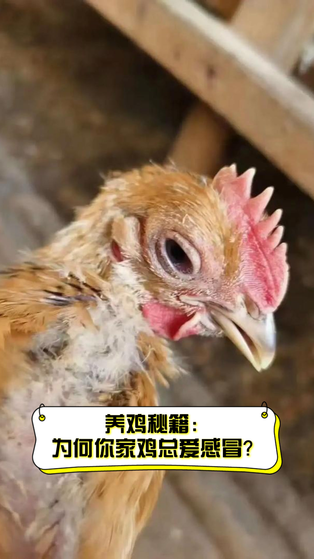 养鸡秘籍:为何你家鸡总爱感冒?