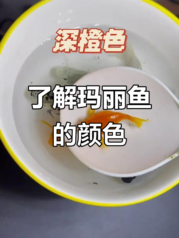 玛丽鱼的颜色大揭秘，看看这些色彩背后的秘密